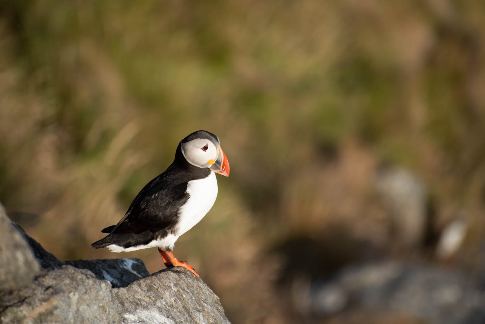 Puffins at Runde Bird Island
